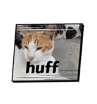 にゃんこライフ癒しスタンプMeow Meow Life（個別スタンプ：1）