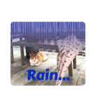にゃんこライフ癒しスタンプMeow Meow Life（個別スタンプ：2）