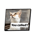 にゃんこライフ癒しスタンプMeow Meow Life（個別スタンプ：3）