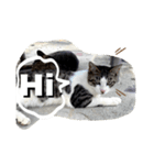 にゃんこライフ癒しスタンプMeow Meow Life（個別スタンプ：4）