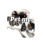 にゃんこライフ癒しスタンプMeow Meow Life（個別スタンプ：6）