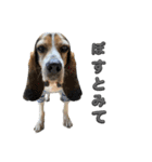 日常スタンプ☆薩摩ビーグル編（個別スタンプ：3）
