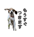 日常スタンプ☆薩摩ビーグル編（個別スタンプ：20）