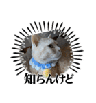 コロみスタンプ（個別スタンプ：2）