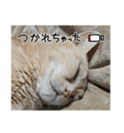 コロみスタンプ（個別スタンプ：3）