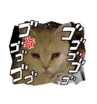 コロみスタンプ（個別スタンプ：4）