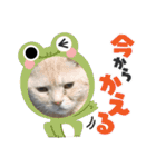 コロみスタンプ（個別スタンプ：7）