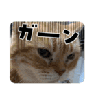 コロみスタンプ（個別スタンプ：14）