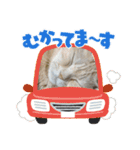 コロみスタンプ（個別スタンプ：15）