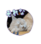 コロみスタンプ（個別スタンプ：16）