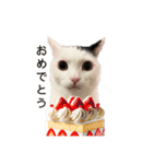 まつもとたける 誕生日（個別スタンプ：1）