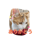 猫ちゃんの日常癒しスタンプ（個別スタンプ：1）
