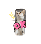 猫ちゃんの日常癒しスタンプ（個別スタンプ：2）