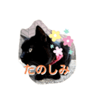 猫ちゃんの日常癒しスタンプ（個別スタンプ：4）
