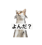 猫ちゃんの日常癒しスタンプ（個別スタンプ：5）