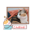 敬語版のイト・トロ・マシュのスタンプ（個別スタンプ：3）