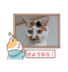 敬語版のイト・トロ・マシュのスタンプ（個別スタンプ：4）