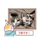 敬語版のイト・トロ・マシュのスタンプ（個別スタンプ：6）