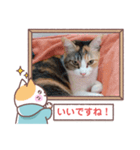 敬語版のイト・トロ・マシュのスタンプ（個別スタンプ：8）