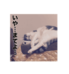 ミエルの日常vol.1（個別スタンプ：6）