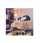 ミエルの日常vol.1（個別スタンプ：7）