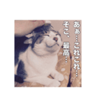 ミエルの日常vol.1（個別スタンプ：13）