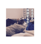 ミエルの日常vol.1（個別スタンプ：18）