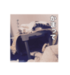 ミエルの日常vol.1（個別スタンプ：19）