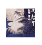 ミエルの日常vol.1（個別スタンプ：20）