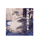 ミエルの日常vol.1（個別スタンプ：21）