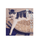 ミエルの日常vol.1（個別スタンプ：25）
