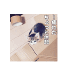 ミエルの日常vol.1（個別スタンプ：29）