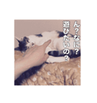 ミエルの日常vol.1（個別スタンプ：31）
