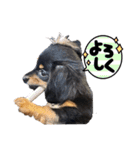 チワックスのえるぽよぴーなつものがたり（個別スタンプ：10）