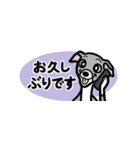 省スペースで使いやすいイタグレ達スタンプ（個別スタンプ：17）
