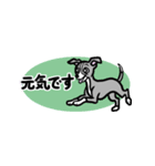 省スペースで使いやすいイタグレ達スタンプ（個別スタンプ：19）
