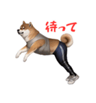 柴犬ジャージ（個別スタンプ：2）