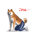 柴犬ジャージ（個別スタンプ：4）