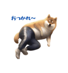 柴犬ジャージ（個別スタンプ：7）