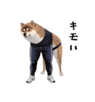 柴犬ジャージ（個別スタンプ：12）