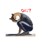 柴犬ジャージ（個別スタンプ：28）