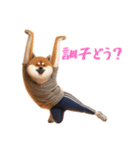 柴犬ジャージ（個別スタンプ：30）