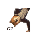 柴犬ジャージ（個別スタンプ：32）