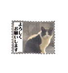 猫のダム③（個別スタンプ：3）