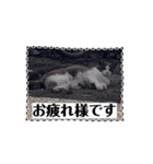 猫のダム③（個別スタンプ：4）
