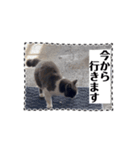 猫のダム③（個別スタンプ：5）