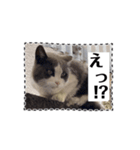 猫のダム③（個別スタンプ：7）