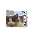 猫のダム③（個別スタンプ：9）