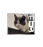 猫のダム③（個別スタンプ：10）