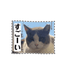 猫のダム③（個別スタンプ：11）